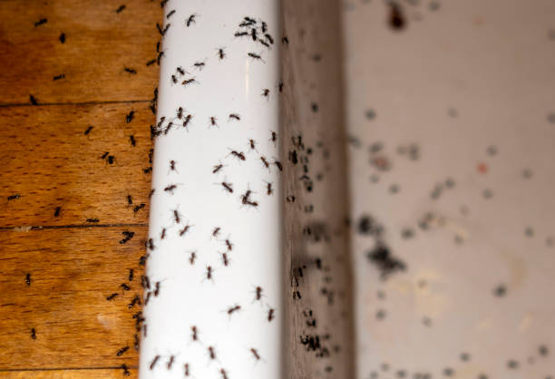 Best Ant Control Services  in Horicon, WI