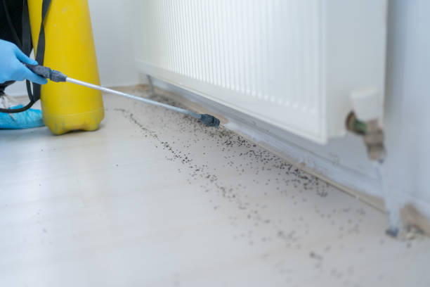 Reliable Horicon, WI Pest Control Solutions